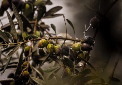 EHLİ SÜNNETTE RIZIK ANLAYIŞI 4